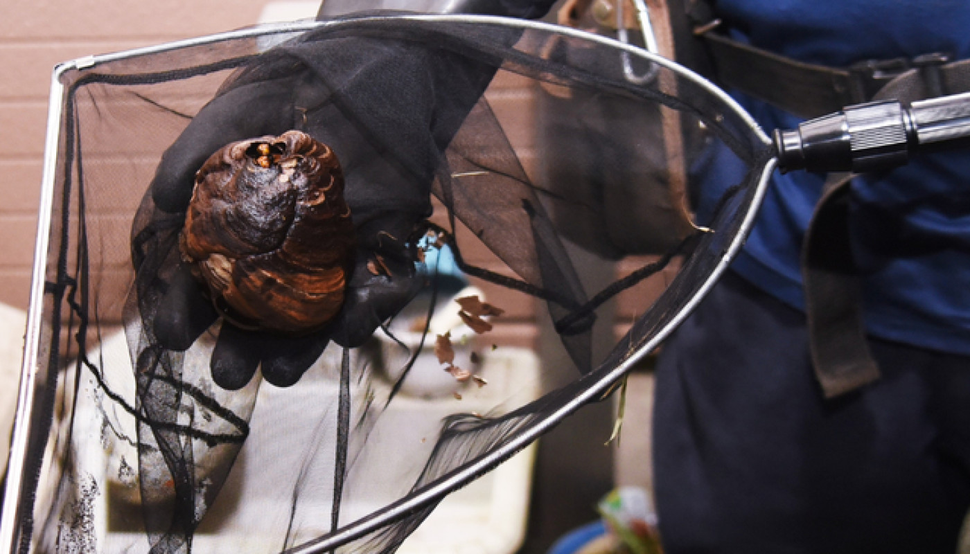 Allô Guêpes 72 : contre les insectes nuisibles dans la Sarthe, contactez cette entreprise !