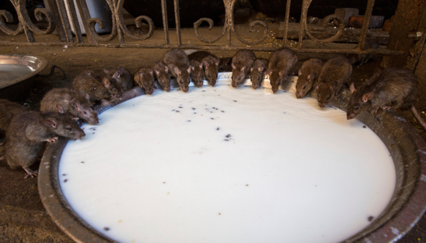 Qui propose les meilleurs contrats de dératisation à Marseille ?